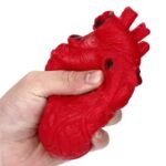 Squishy Menschliches Herz