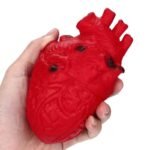 Squishy Menschliches Herz