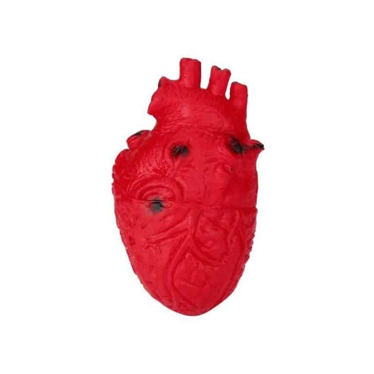 Squishy Menschliches Herz